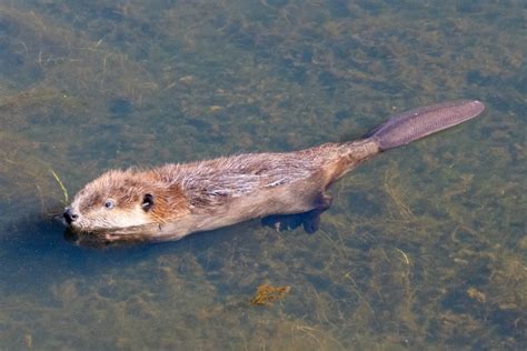 Beavers released into California wild for 1st time in 70 years